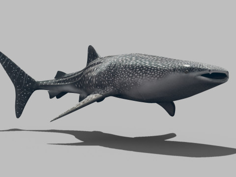 Real Whale Shark 8K - 3d animated 3D Модель
