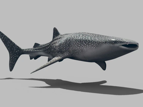 Real Whale Shark 8K - 3d animated 3D Model