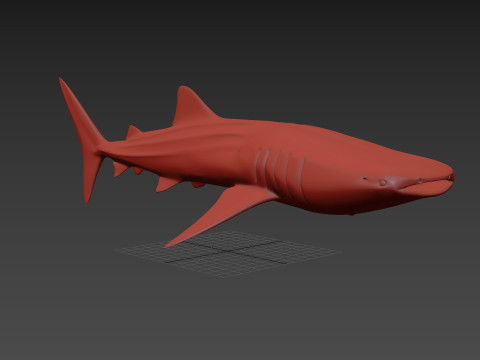 Real Whale Shark 8K - 3d animated 3D Модель