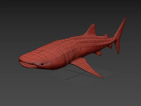 Real Whale Shark 8K - 3d animated 3D Model