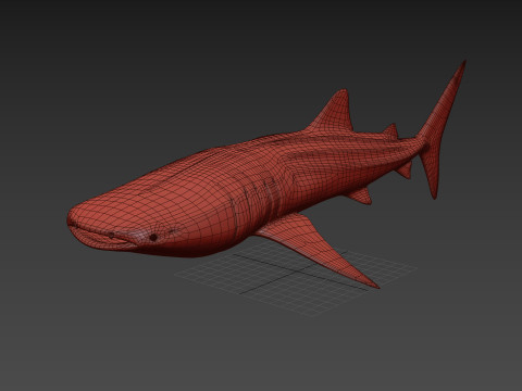 Real Whale Shark 8K - 3d animated 3D Модель