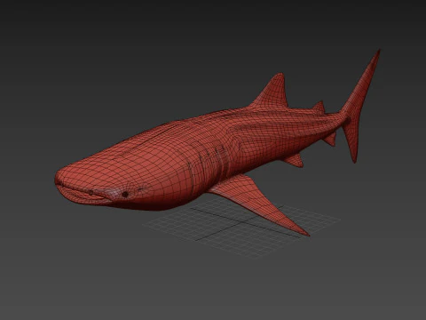 Real Whale Shark 8K - 3d animated 3D Model