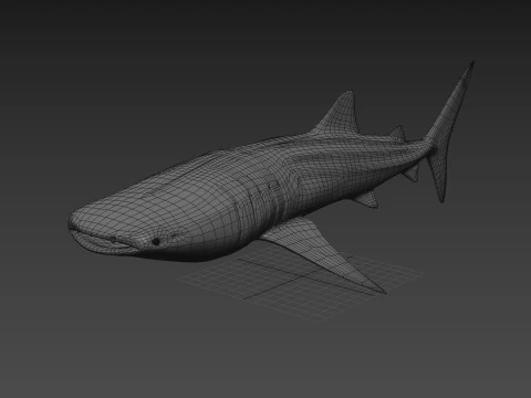 Real Whale Shark 8K - 3d animated 3D Model
