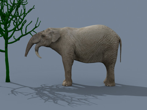 Deinotherium Thraceiensis HD - 3d animated 3D Model