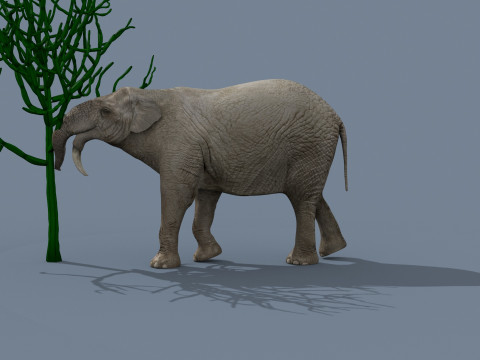 Deinotherium Thraceiensis HD - 3d animated 3D Model