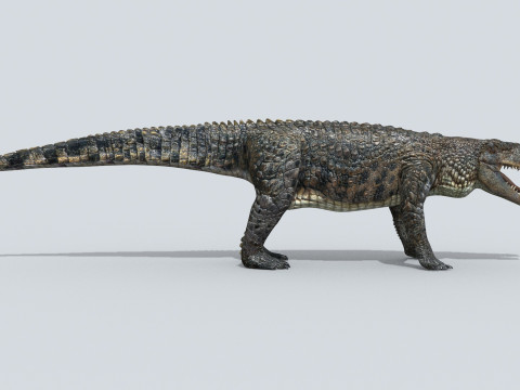Postosuchus Barinasuchus Fasolasuchus HD - 3d animated 3D 模型