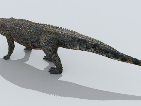 Postosuchus Barinasuchus Fasolasuchus HD - 3d animated 3D 模型