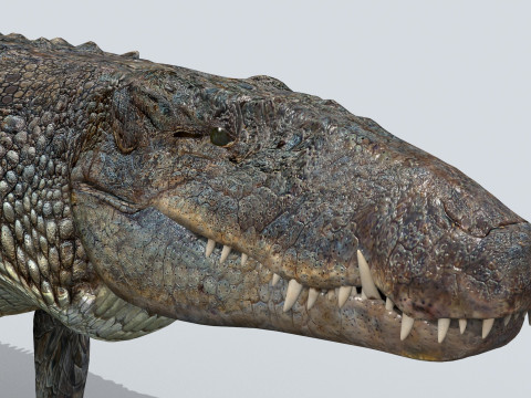 Postosuchus Barinasuchus Fasolasuchus HD - 3d animated 3D 模型