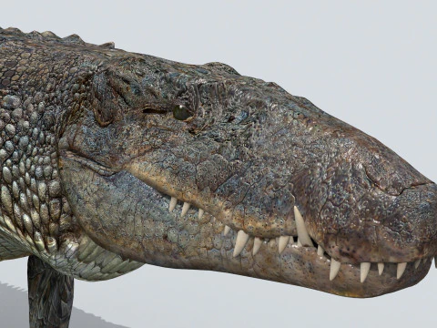 Postosuchus Barinasuchus Fasolasuchus HD - animato in 3D Modello 3D
