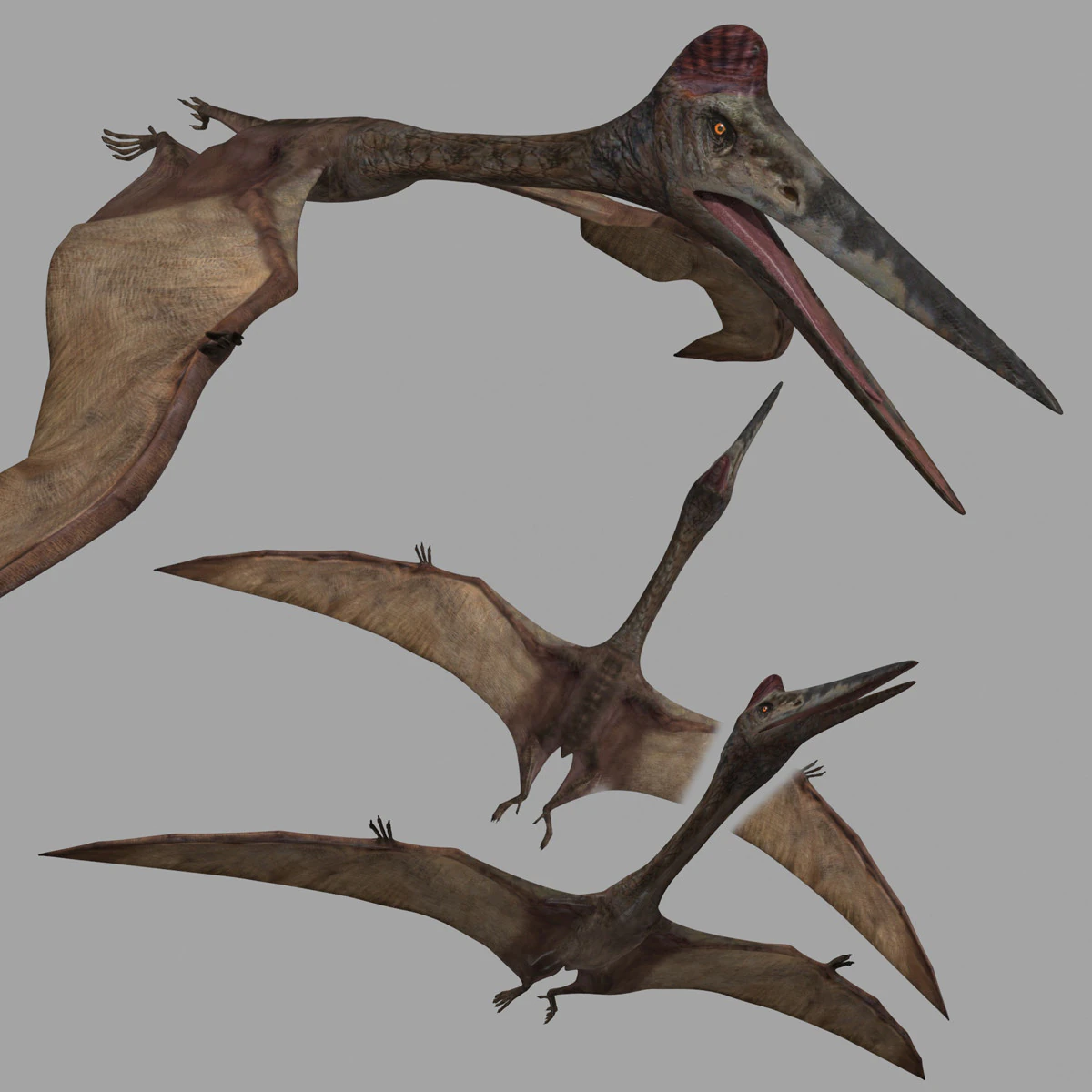 Quetzalcoatlus HD - 3d animated model 3D Model .c4d .max .obj .3ds .fbx .stl .blend 
