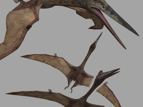Quetzalcoatlus HD - 3d animated model 3D Модель