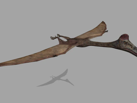 Quetzalcoatlus HD - 3d animated model 3D Model