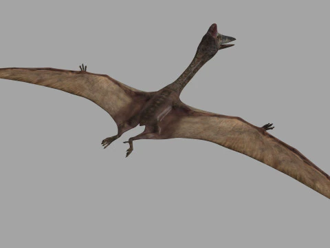 Quetzalcoatlus HD - 3d animated model 3D Model