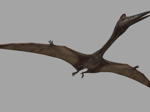 Quetzalcoatlus HD - 3d animated model Modelo 3D