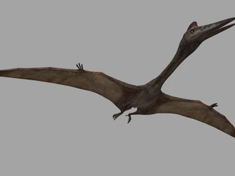 Quetzalcoatlus HD - 3d animated model 3D Model