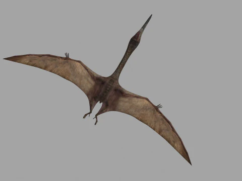Quetzalcoatlus HD - 3d animated model 3D Model