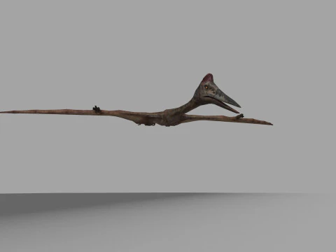 Quetzalcoatlus HD - 3d animated model 3D Model