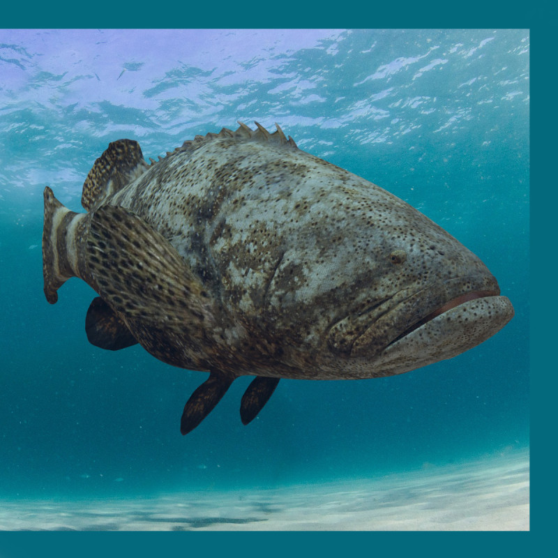 Most Real Goliath Grouper - 8k - 3d animated Model 3D .c4d .max .obj .3ds .fbx .stl .blend