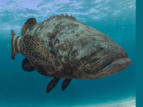 Most Real Goliath Grouper - 8k - 3d animated 3D Model