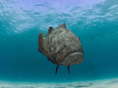 Most Real Goliath Grouper - 8k - 3d animated 3D Model