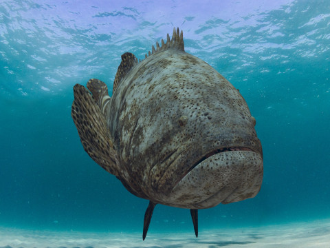 Most Real Goliath Grouper - 8k - 3d animated Model 3D