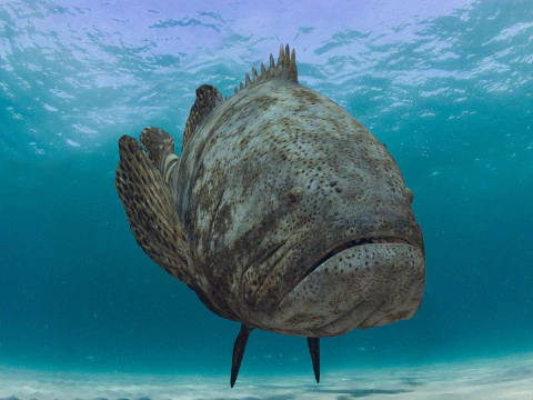 Most Real Goliath Grouper - 8k - 3d animated 3D Model