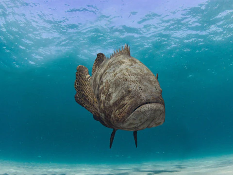 Most Real Goliath Grouper - 8k - 3d animated 3D Model