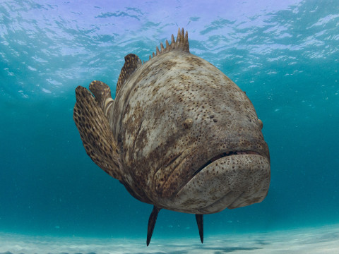 Most Real Goliath Grouper - 8k - 3d animated Model 3D