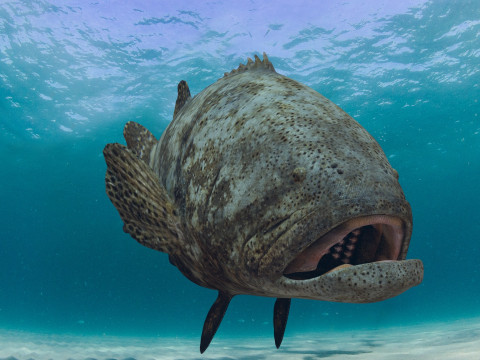 Most Real Goliath Grouper - 8k - 3d animated Model 3D
