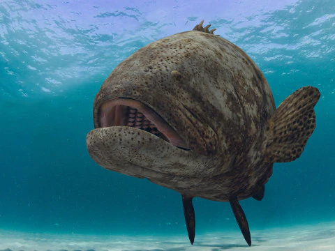 Most Real Goliath Grouper - 8k - 3d animated 3D Model