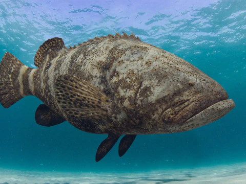 Most Real Goliath Grouper - 8k - 3d animated 3D Model