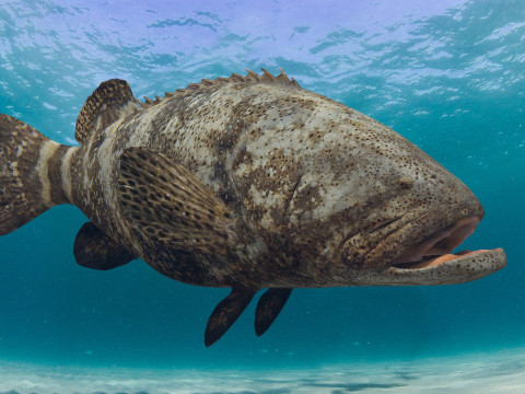 Most Real Goliath Grouper - 8k - 3d animated Model 3D