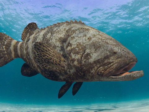 Most Real Goliath Grouper - 8k - 3d animated 3D Model