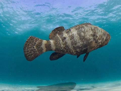 Most Real Goliath Grouper - 8k - 3d animated 3D Model