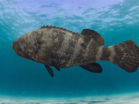Most Real Goliath Grouper - 8k - 3d animated Model 3D