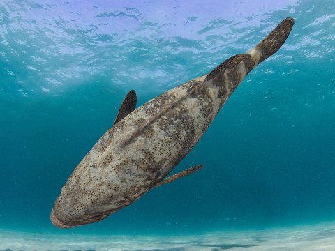 Most Real Goliath Grouper - 8k - 3d animated Model 3D