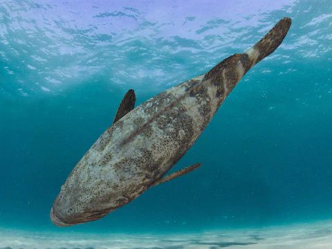 Most Real Goliath Grouper - 8k - 3d animated 3D Model