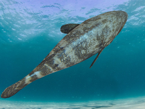 Most Real Goliath Grouper - 8k - 3d animated Model 3D
