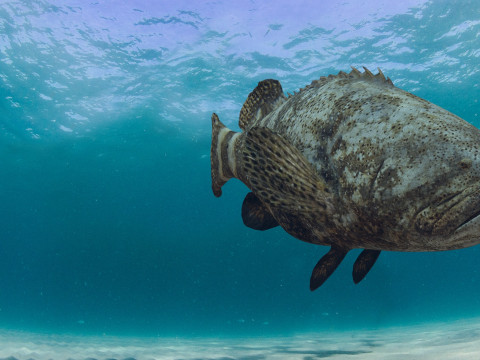 Most Real Goliath Grouper - 8k - 3d animated Model 3D