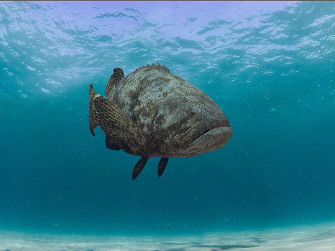 Most Real Goliath Grouper - 8k - 3d animated Model 3D