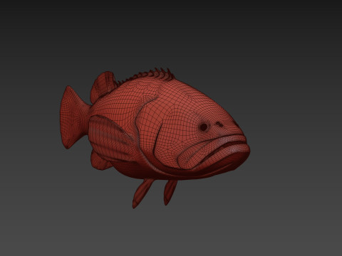 Most Real Goliath Grouper - 8k - 3d animated Model 3D