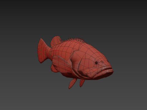 Most Real Goliath Grouper - 8k - 3d animated Model 3D