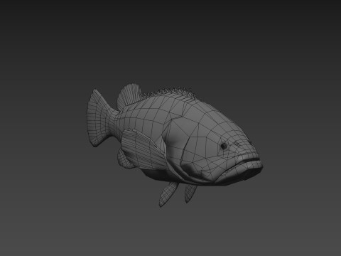 Most Real Goliath Grouper - 8k - 3d animated Model 3D