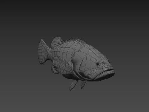 Most Real Goliath Grouper - 8k - 3d animated 3D Model