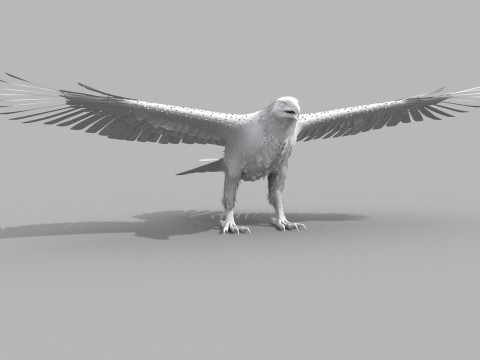 Eagle guia Shape Modelo 3D