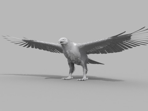 Eagle guia Shape Modelo 3D