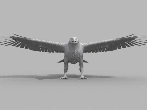 Eagle guia Shape Modelo 3D