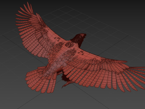 Eagle guia Shape Modelo 3D