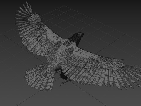Eagle guia Shape Modelo 3D