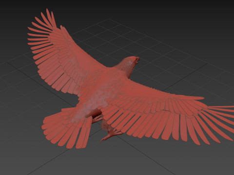 Eagle guia Shape Modelo 3D